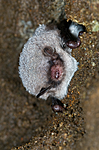 BB 11 0028 / Myotis daubentonii / Vannflaggermus